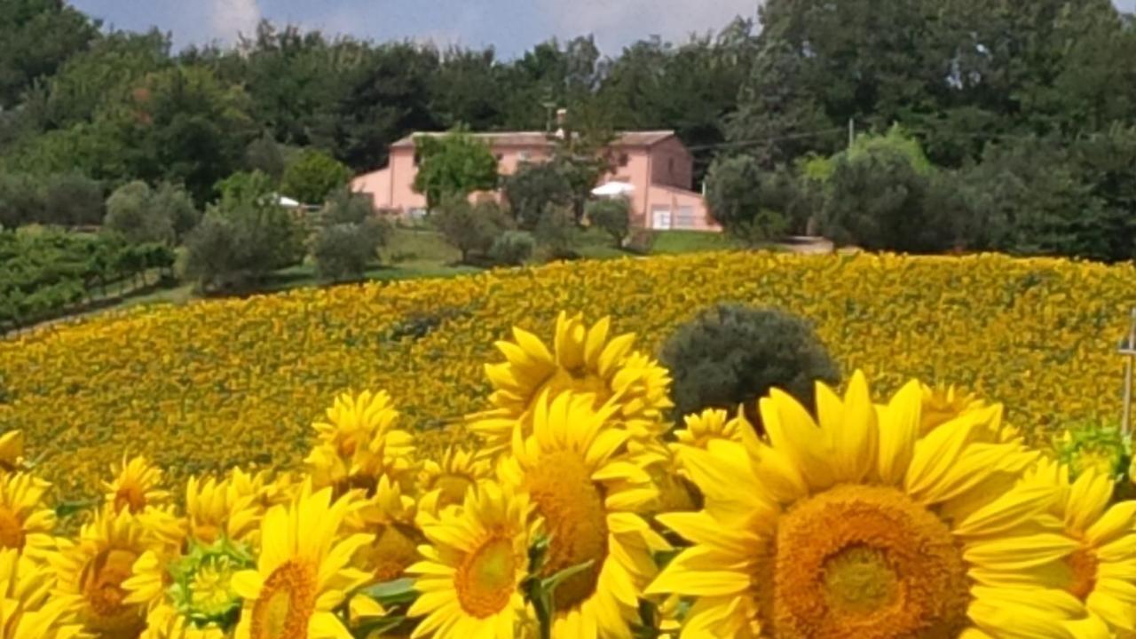 Villa Sant'Elena Morro d'Alba Luaran gambar